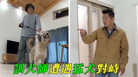 驅鬼犬|驱鬼犬